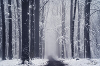 SI-RX2214_showcase-MartinPodt-snow-15