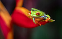 TO-I100_showcase-frog
