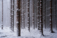 SI-RX2214_showcase-MartinPodt-snow-19