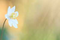 TO-I100C_showcase-bosanemoon-bokeh