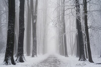 SI-RX2214_showcase-MartinPodt-snow-8