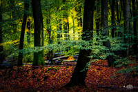 TO-Firin100_showcase-dave18