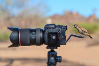 SI-K30X_showcase-Mike-Muizebelt-bird