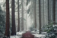 SI-RX2214_showcase-MartinPodt-snow-13