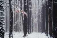 SI-RX2214_showcase-MartinPodt-snow-16