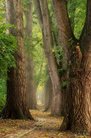 SI-RX2214_greenlane-MP