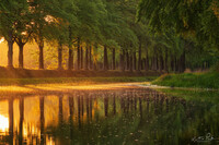 SI-RX2214_goldenlight-MP