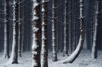SI-RX2214_showcase-MartinPodt-snow-18