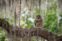 TO-I100_showcase-owl