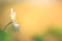 TO-I100C_showcase-bosanemoon-geel